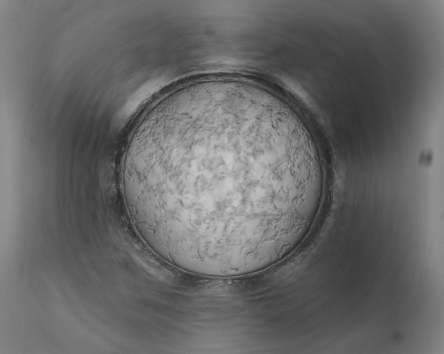 X0000110681259200906261312