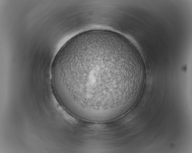 X0000110681287200906261312