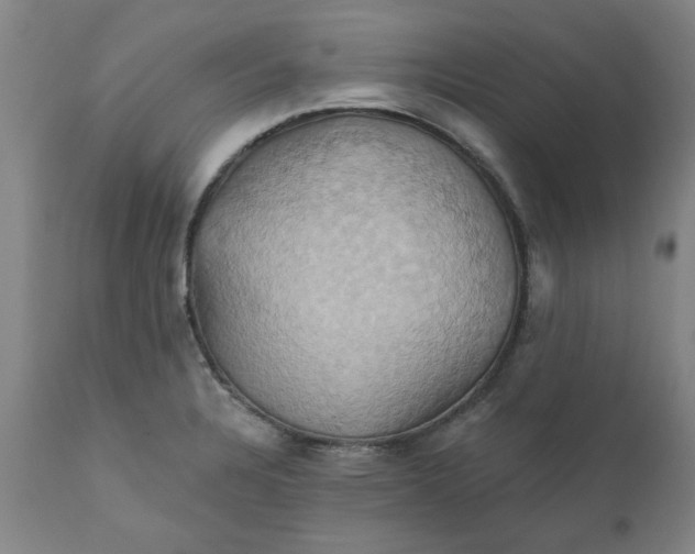 X0000110681328200906261311