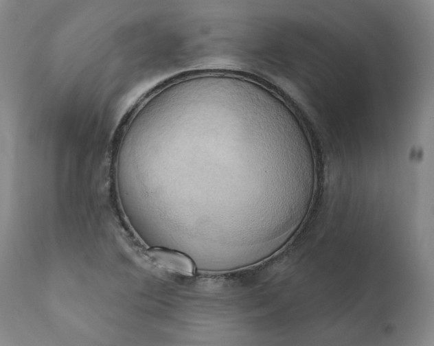 X0000110681364200906261310