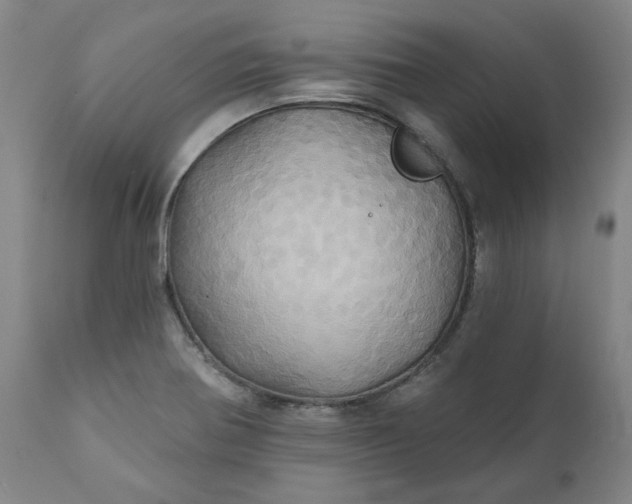 X0000110681370200906261310