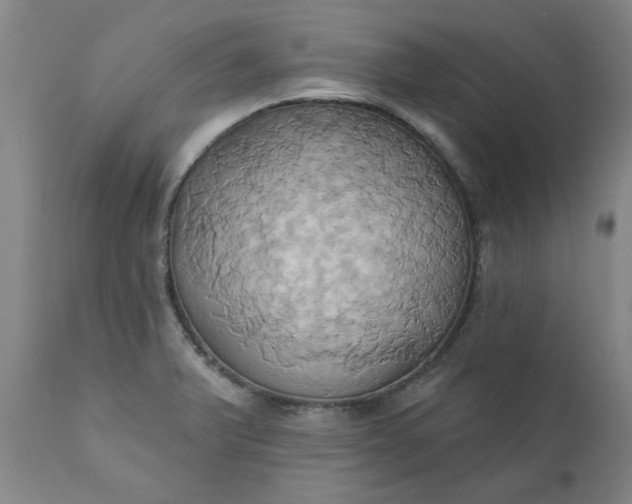 X0000110681375200906261310