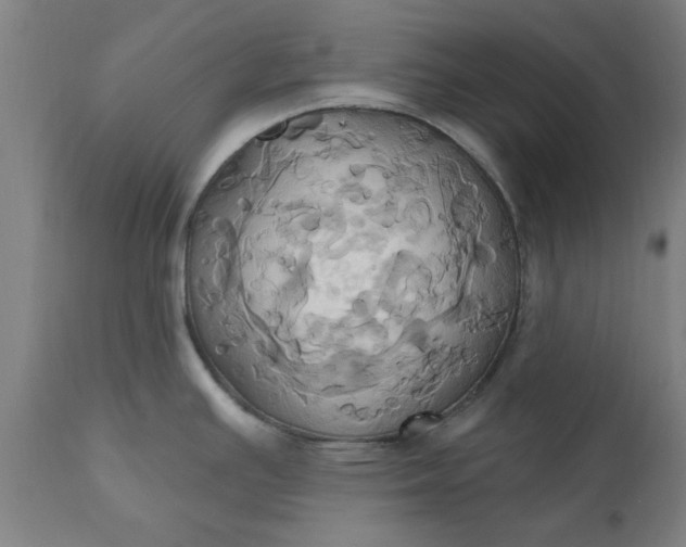 X0000110681391200906261310