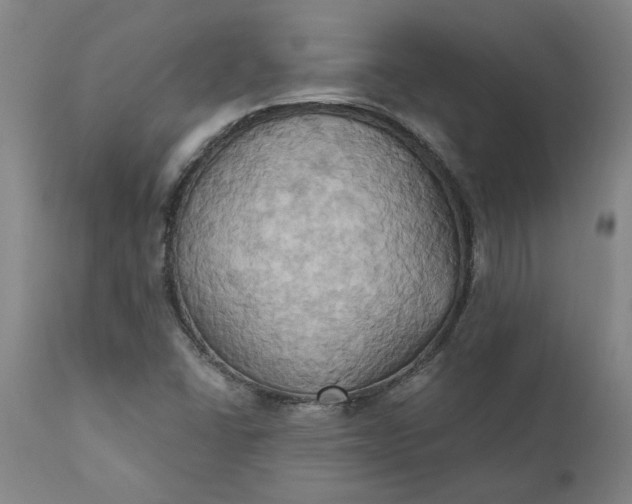 X0000110681406200906261309