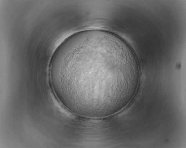 X0000110681423200906261310