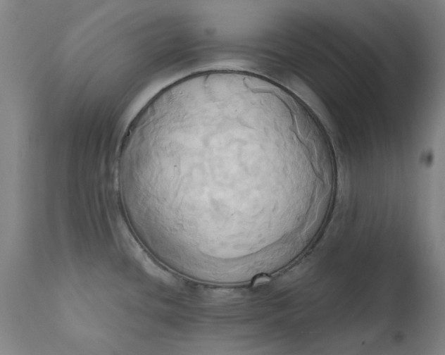 X0000110681436200906261310