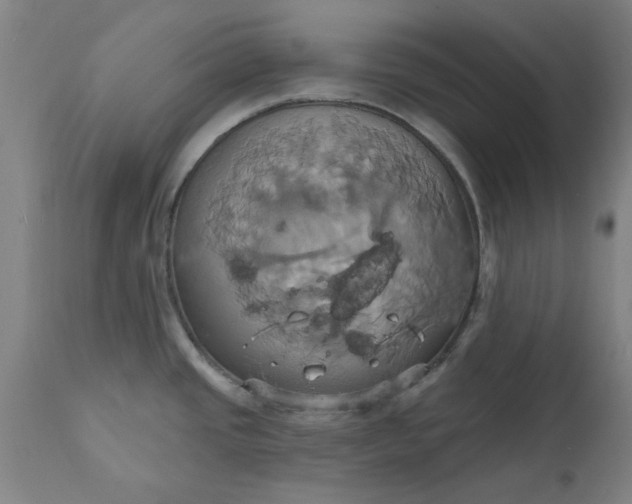 X0000110681437200906261310