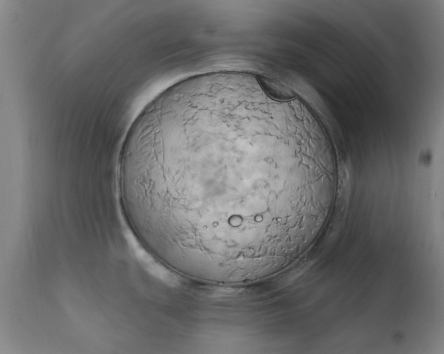 X0000110681439200906261310