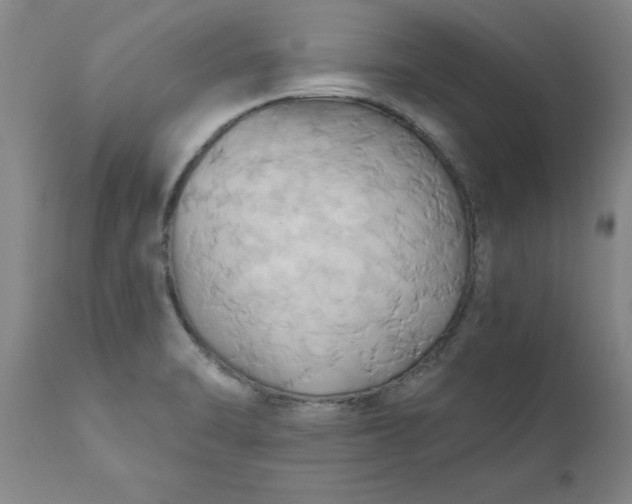 X0000110681470200906261309