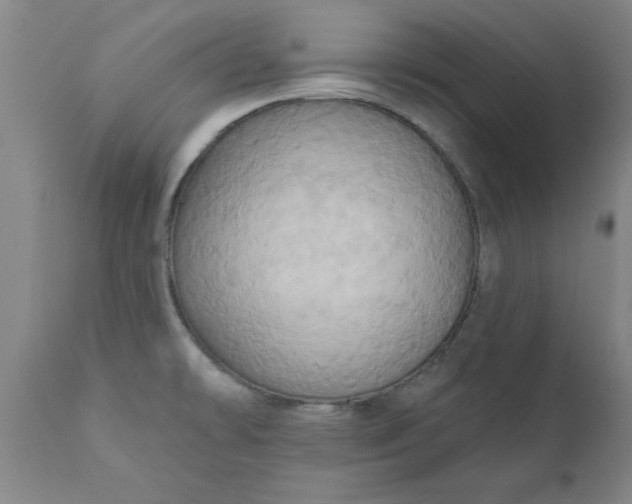 X0000110681478200906261309