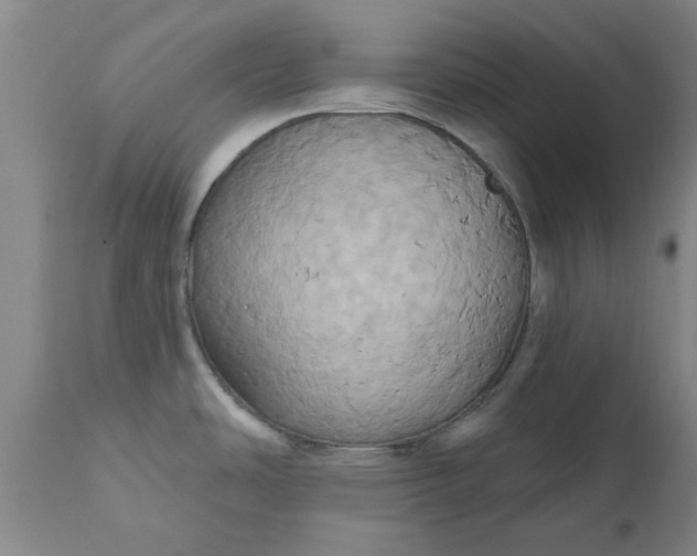 X0000110681486200906261309