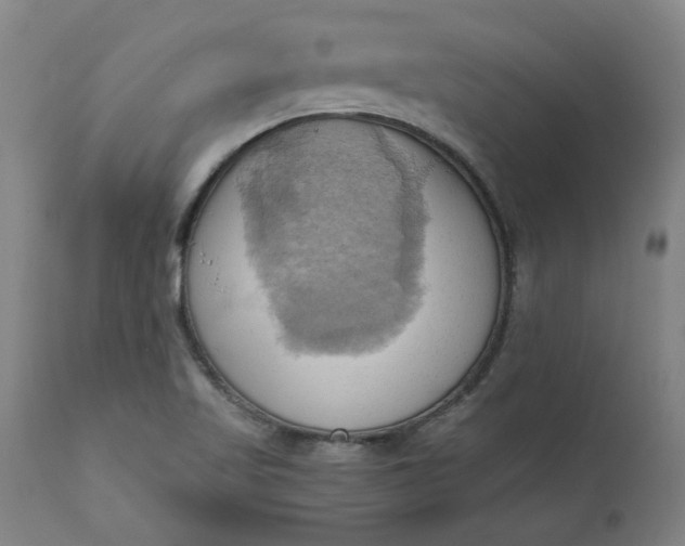 X0000110681509200906261308