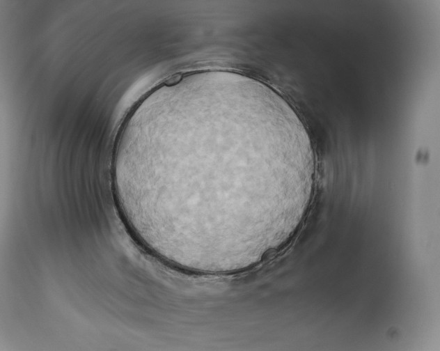 X0000110680004200907021921