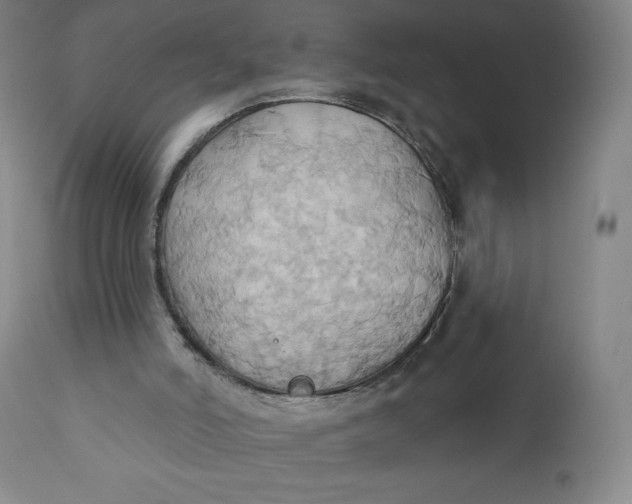 X0000110680006200907021921