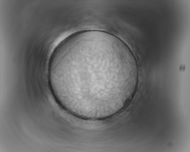 X0000110680008200907021921