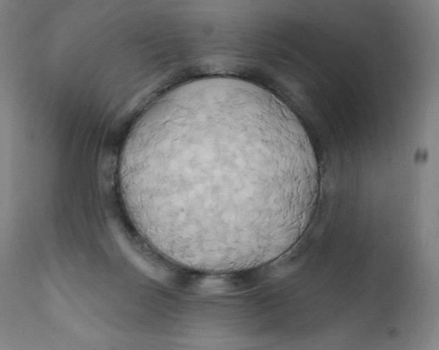 X0000110680171200907021919