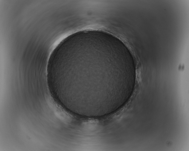 X0000110680196200907021918