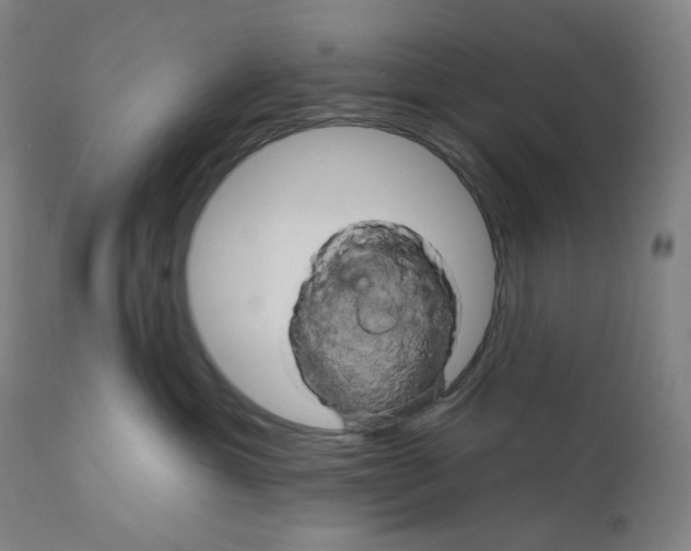 X0000110680429200907021915