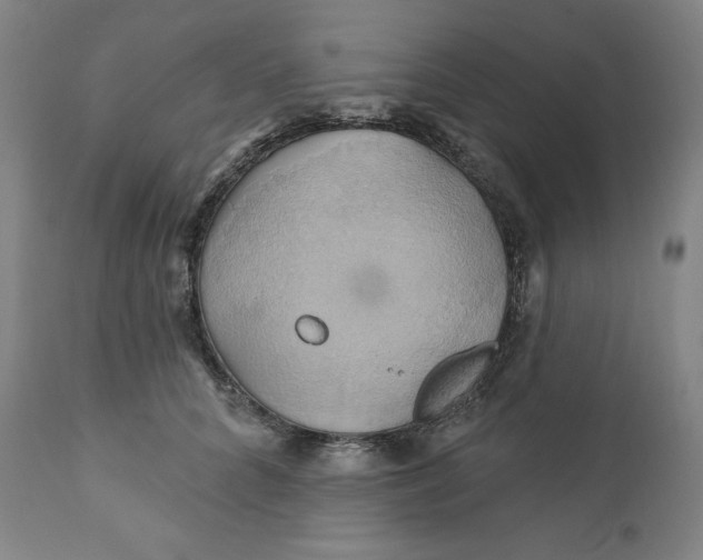 X0000110680704200907021910