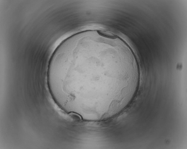 X0000110680861200907021909