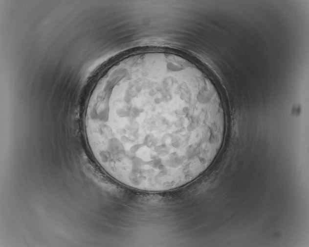 X0000110680971200907021906