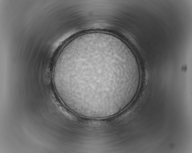 X0000110681018200907021905