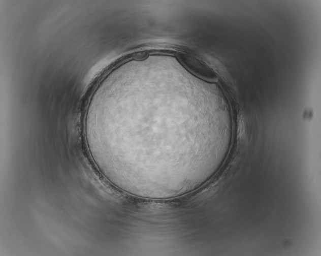 X0000110681164200907021903