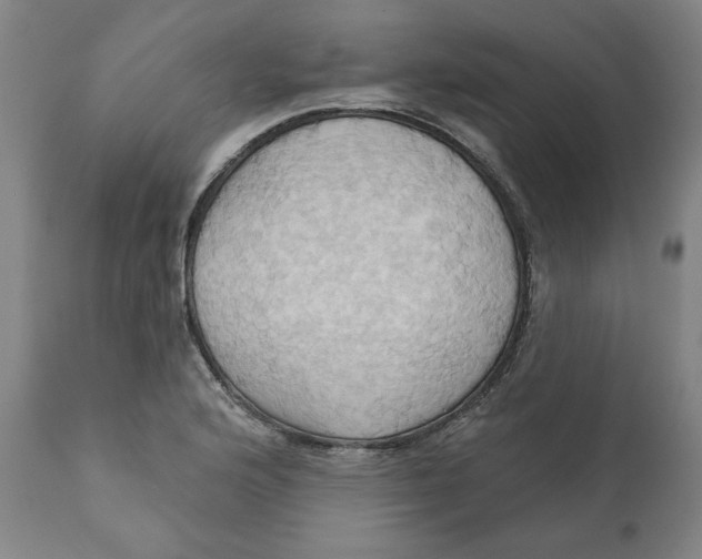 X0000110681176200907021903