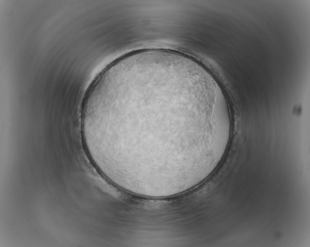 X0000110681184200907021903