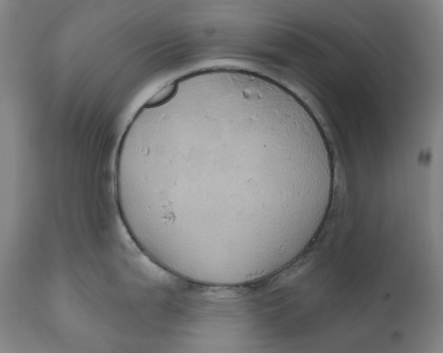 X0000110681199200907021903