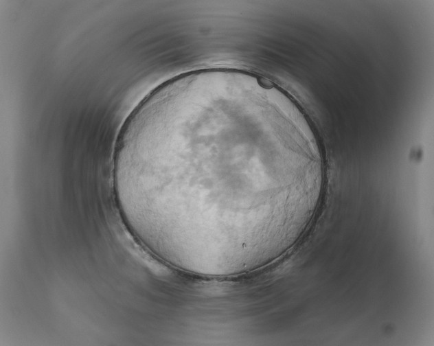 X0000110681236200907021902