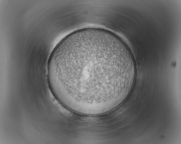 X0000110681287200907021901