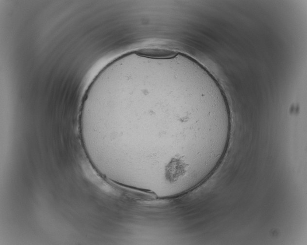 X0000110681296200907021901