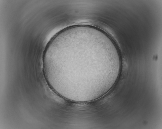 X0000110681328200907021901