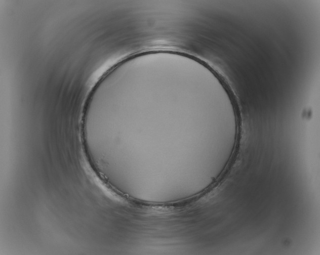 X0000110681333200907021901