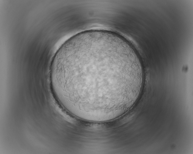 X0000110681375200907021900