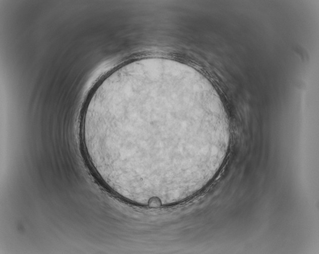 X0000110680006200907101137