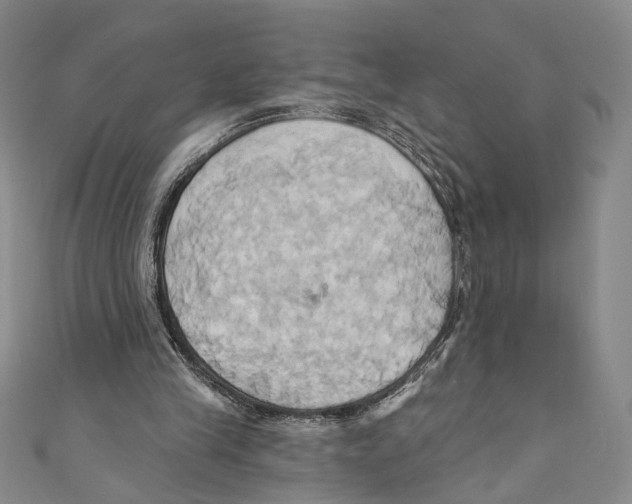 X0000110680245200907101133
