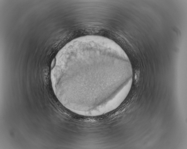 X0000110680867200907101125