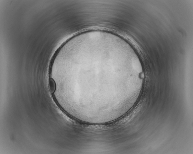 X0000110680902200907101125