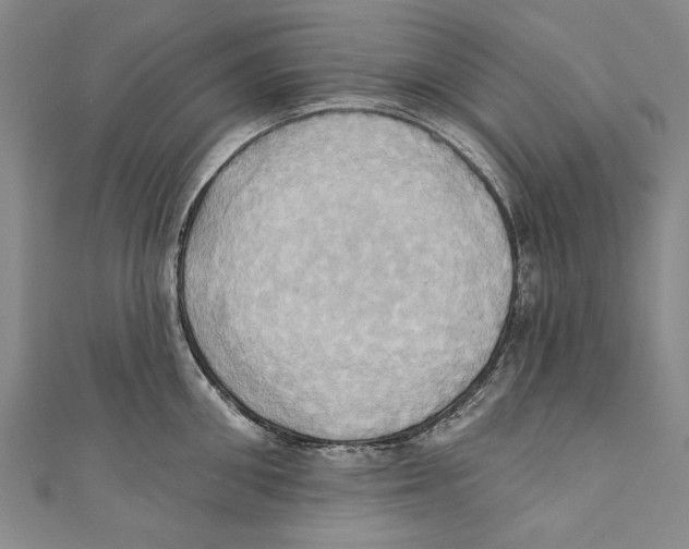 X0000110680906200907101125