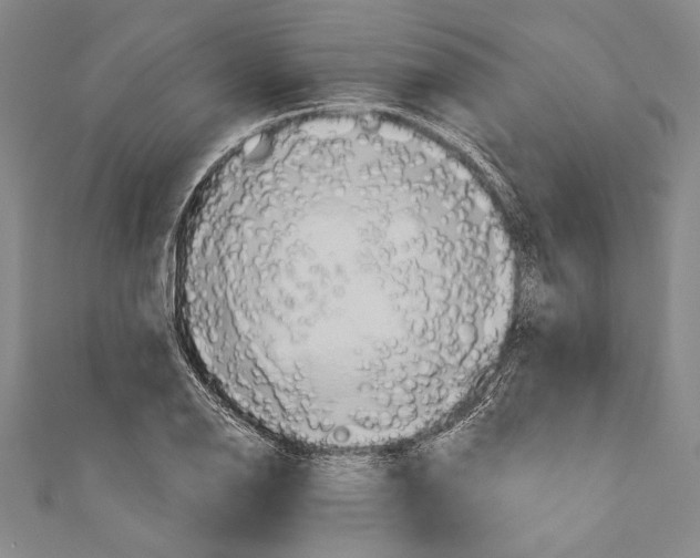 X0000110681126200907101122
