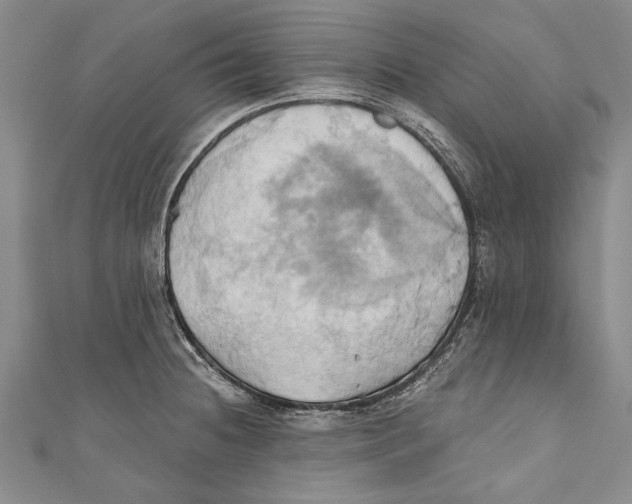 X0000110681236200907101121