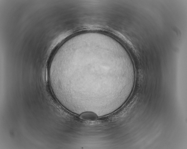 X0000110681269200907101120