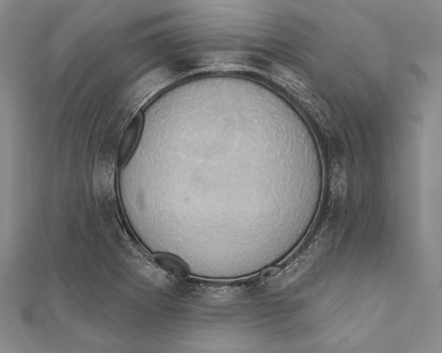 X0000110681273200907101120