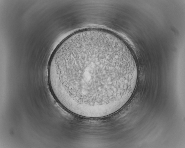 X0000110681287200907101120