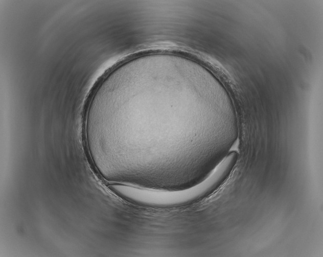 X0000110681326200907101119