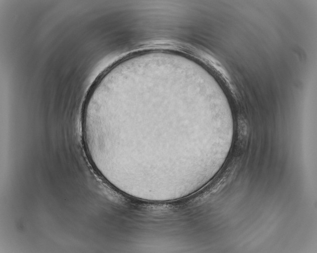 X0000110681328200907101119