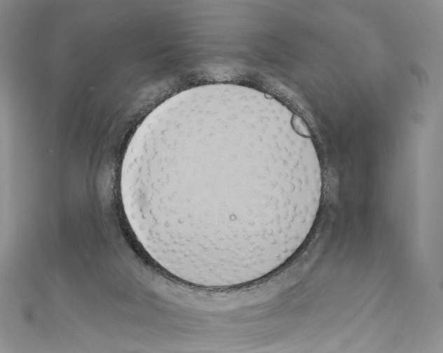 X0000110680018200907241052