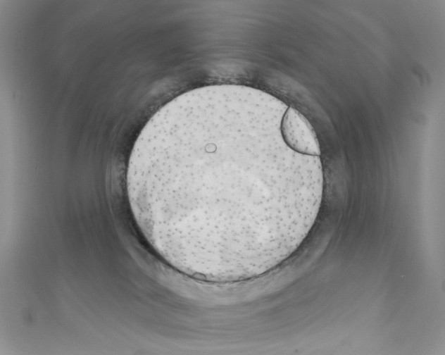 X0000110680038200907241052